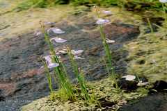 Utricularia purpurascens
